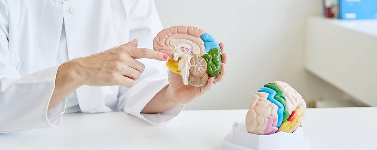 Modell eines Gehirns zur Krankheitserklärung von Parkinson.